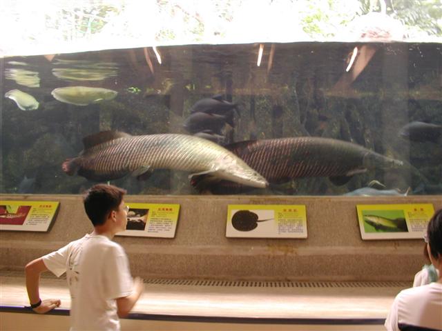 Some type of fish from the Amazon! They're huge!